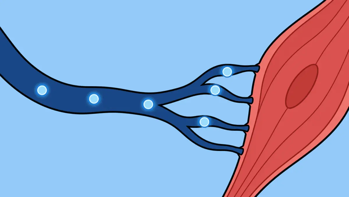 Blood vessel and muscle-cell style reference used in the Seedance 2.5 animation test