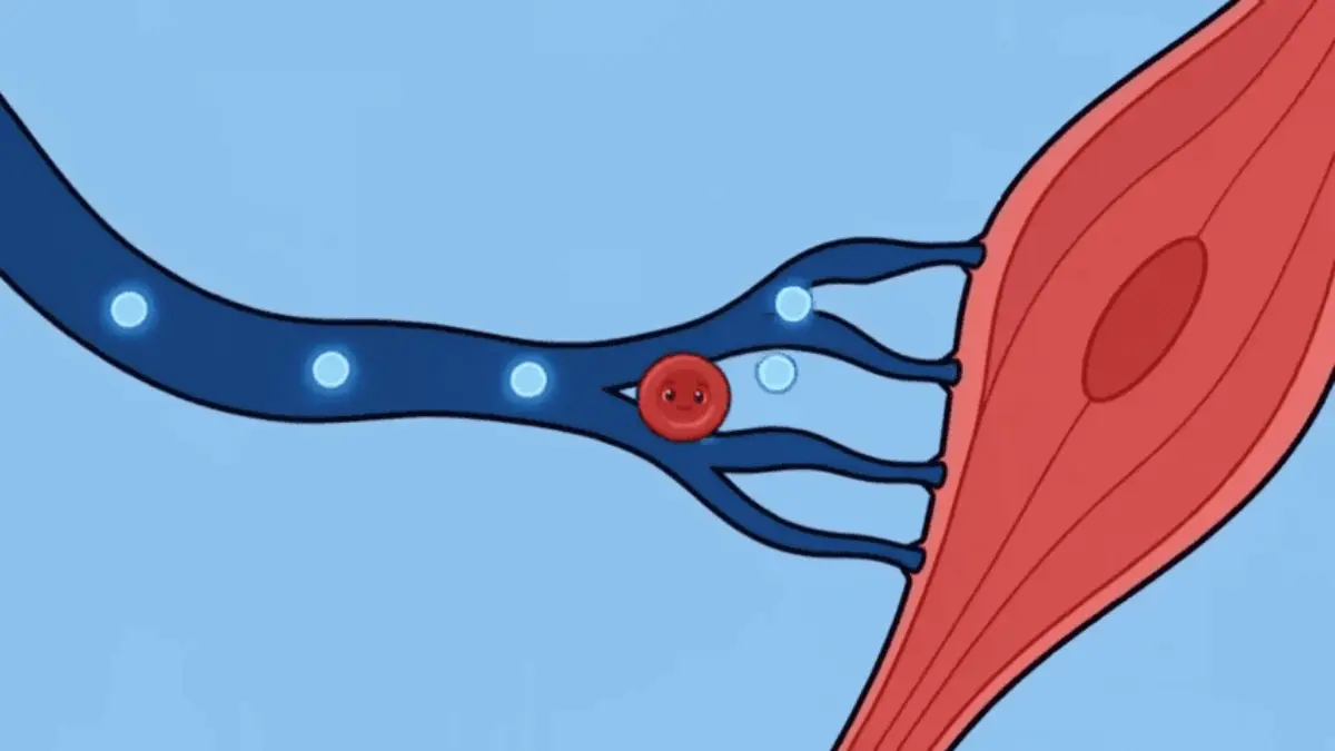 Seedance 2.5 animation ending near the muscle cell with four oxygen lights visible