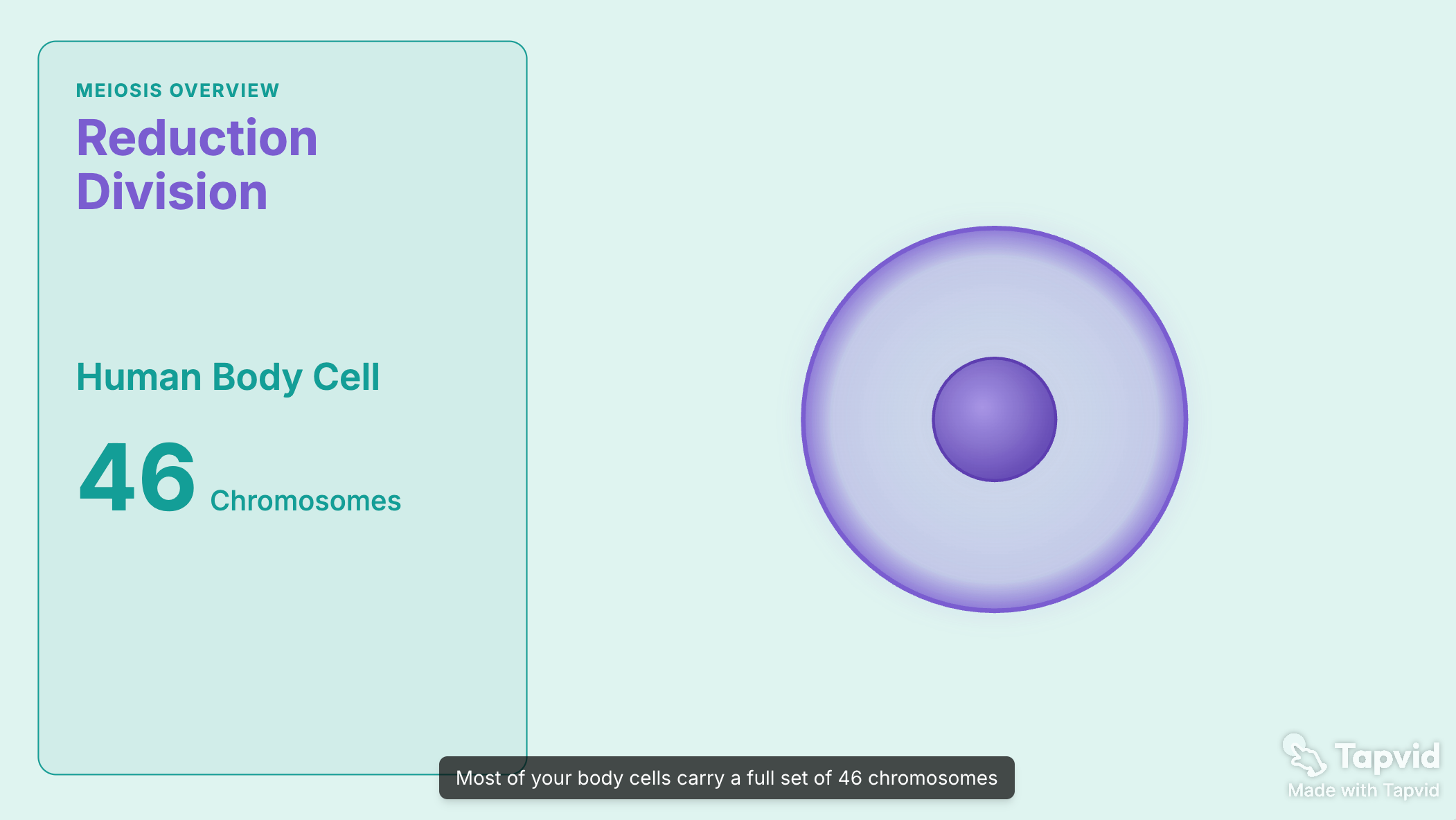 A frame from an animated AI explainer video on meiosis, in a motion-graphics style made with TapVid